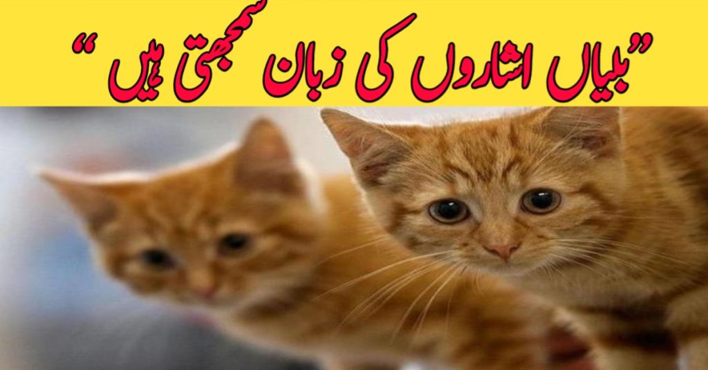 "Cats understand sign language."