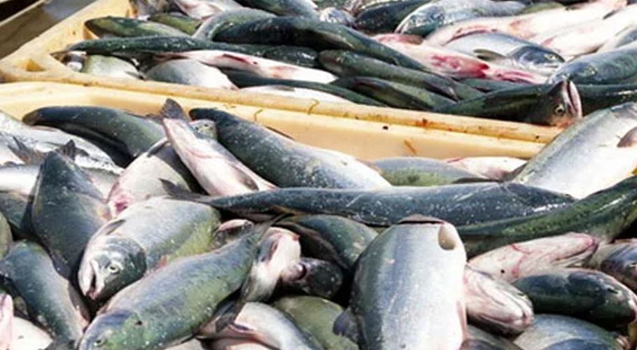 Pakistan's seafood exports have increased tremendously in the first 4 months of the fiscal year.